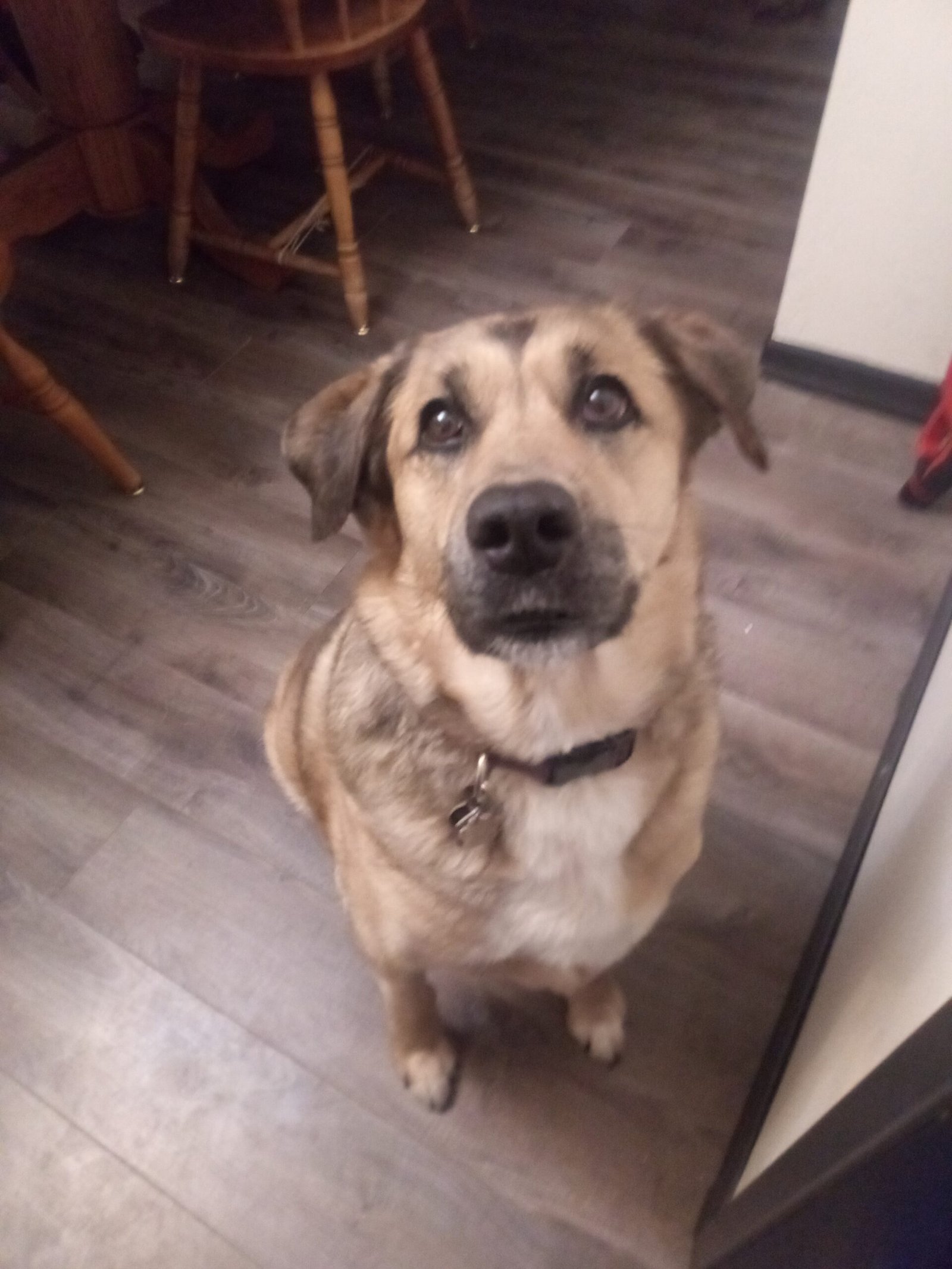 Shepherd Lab retired service dog named Bonnie