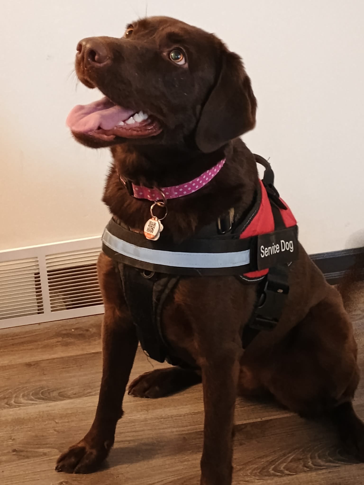 Petra, my current service dog, chocolate lab.